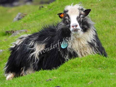 Mouton noir et blanc reposant sur l'herbe à Elduvik, Îles Féroé, avec une étiquette verte sur l'oreille.