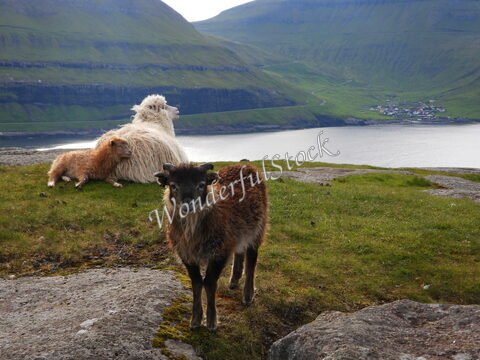Moutons dans le paysage verdoyant d'Elduvik, Îles Féroé, avec le fjord visible en arrière-plan.