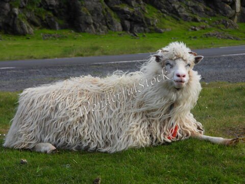 Mouton à la laine frisée reposant sur l'herbe à Elduvik, Îles Féroé, avec des rochers en arrière-plan et une route à proximité.