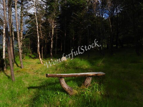 Banc en bois situé à Mikladalur, Îles Féroé, entouré d'arbres et d'herbe verte.