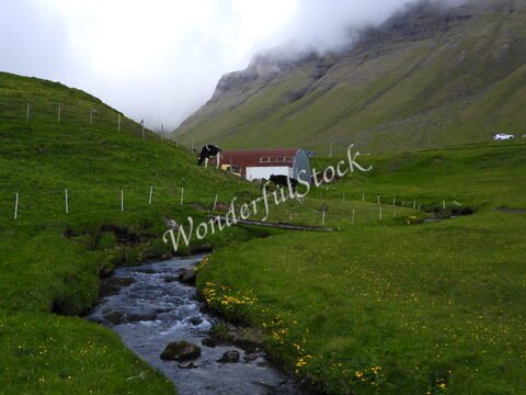 Vaches paissant près d'un ruisseau dans la vallée de Gasadalur, Îles Féroé, avec des montagnes en arrière-plan et un bâtiment agricole.