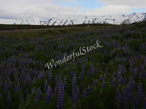 Champs de lupins violets avec des montagnes enneigées en arrière-plan, Islande.