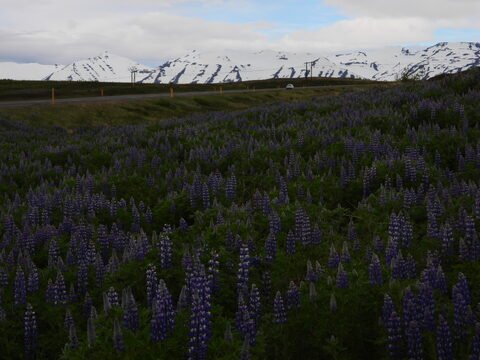 Champs de lupins violets avec des montagnes enneigées en arrière-plan, Islande.
