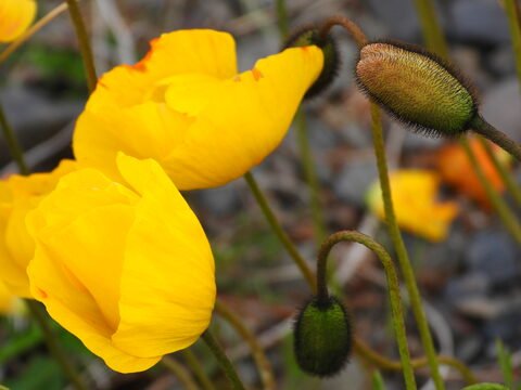 Fleurs jaunes en Islande, avec des boutons floraux en arrière-plan, sur un sol rocheux.