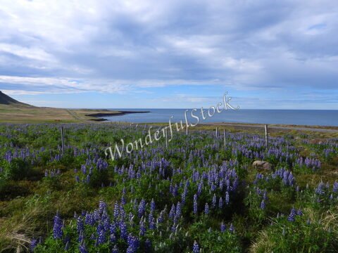 Champs de lupins violets en Islande, avec une vue sur la mer et des collines en arrière-plan.