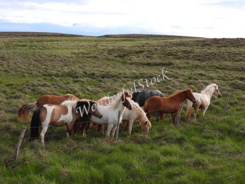 Huit chevaux se tiennent près d'une clôture dans un champ verdoyant en Islande.