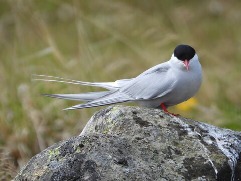 Un oiseau perché sur un rocher dans une prairie en Islande.