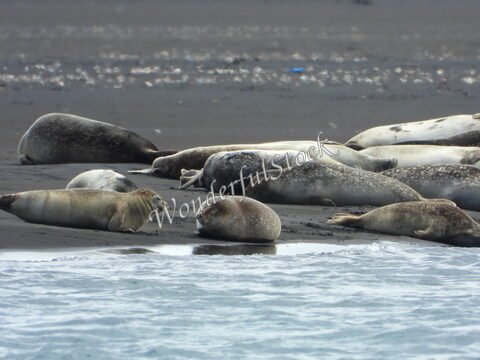 Des phoques sur une plage en Islande.