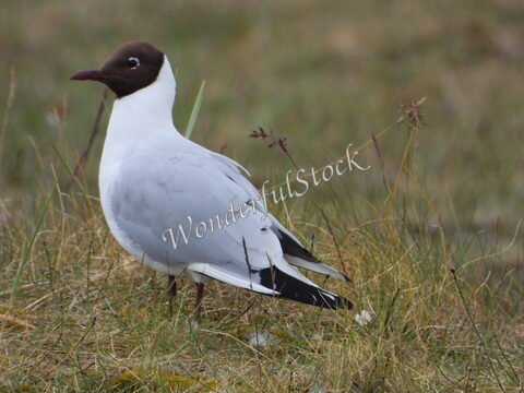 Un oiseau avec un plumage blanc et gris se tenant sur l'herbe en Islande.