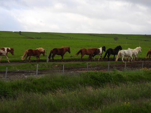 Des chevaux se déplacent sur un chemin en Islande, entourés de prairies verdoyantes.