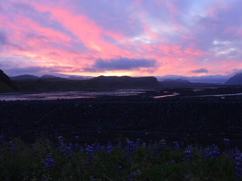 Ciel coloré au crépuscule avec des fleurs violettes au premier plan, en Islande.