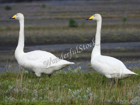 Cygnes blancs se tenant dans un champ herbeux en Islande.