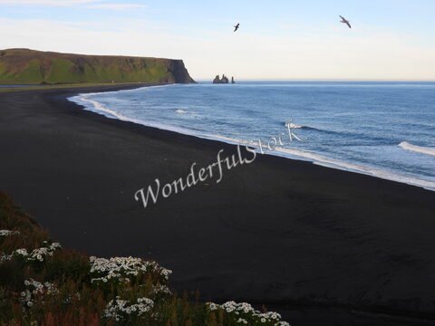 Plage de sable noir avec des fleurs blanches, Dyrhólaey, Islande.