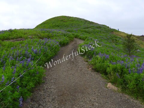 Sentier menant à une colline recouverte de lupins en Islande.