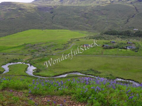 Vallée verdoyante avec des maisons et des fleurs violettes en Islande.