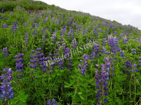 Lupins violets en fleurs dans un champ en Islande.