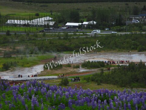 Geysir en Islande, avec des visiteurs près des sources chaudes et des fleurs de lupin au premier plan.