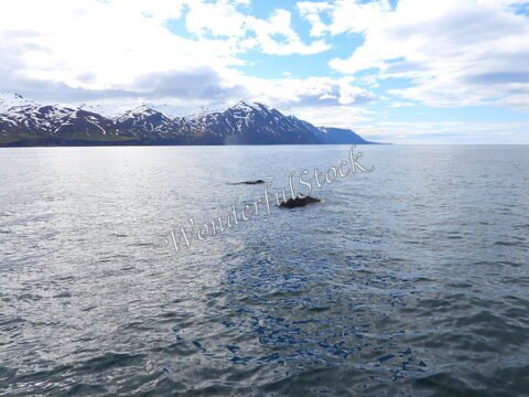 Des baleines émergent à Husavik, Islande, avec des montagnes enneigées en arrière-plan et des eaux calmes.