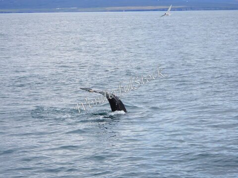 Une nageoire de baleine émerge de l'eau à Húsavík, Islande, avec un oiseau volant en arrière-plan.