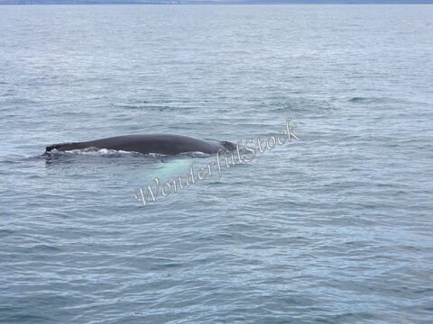 Baleine nageant à Husavik, Islande, à la surface d'une mer calme, avec des vagues légères et un ciel nuageux en arrière-plan.