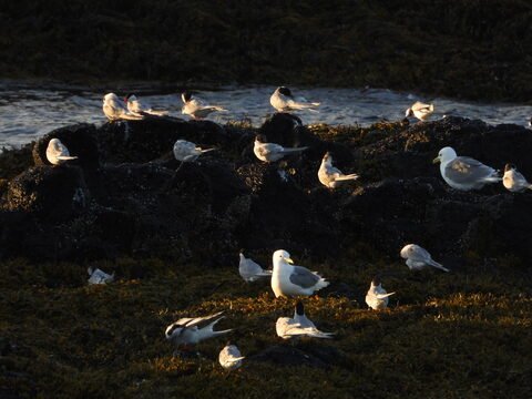 Un groupe d'oiseaux sur des rochers recouverts de mousse à Öndverðarnes, Islande.