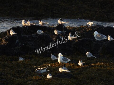 Un groupe d'oiseaux sur des rochers recouverts de mousse à Öndverðarnes, Islande.