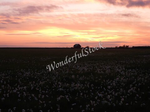 Champ de fleurs blanches au coucher de soleil avec une maison à Seljalandsfoss, Islande.