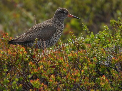 Un oiseau se tenant parmi la végétation à Skútustaðagígar, Islande, avec un plumage tacheté et un long bec.