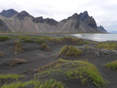 Végétation sur une plage de sable noir avec des montagnes à Vesturhorn, Islande.