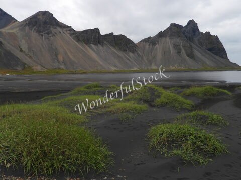 Végétation sur une plage de sable noir, avec les montagnes de Vesturhorn en Islande en arrière-plan.