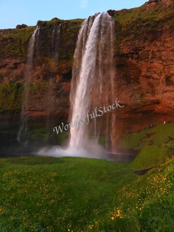 Seljalandsfoss en Islande, une cascade impressionnante entourée de verdure et de fleurs jaunes.