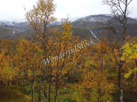 Forêt d'automne avec des arbres aux feuilles dorées et des montagnes enneigées en arrière-plan, Norvège.