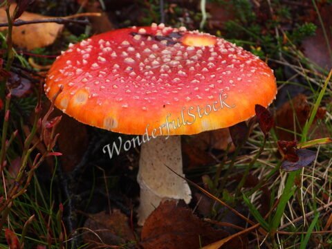 Amanite tue-mouches avec un chapeau rouge et des taches blanches, dans la nature de Norvège.
