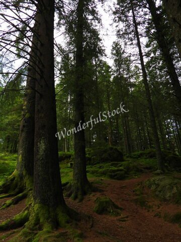 Forêt dense avec de grands arbres et un sol recouvert de mousse à Bergen, Norvège.