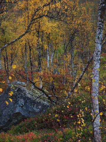 Forêt de bouleaux avec des feuilles jaunes en Norvège. Un rocher est visible au premier plan, entouré de végétation automnale.