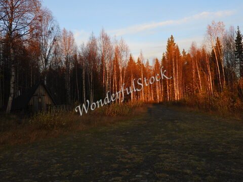 Un chemin bordé d'arbres aux feuillages dorés et une cabane en bois en Finlande.