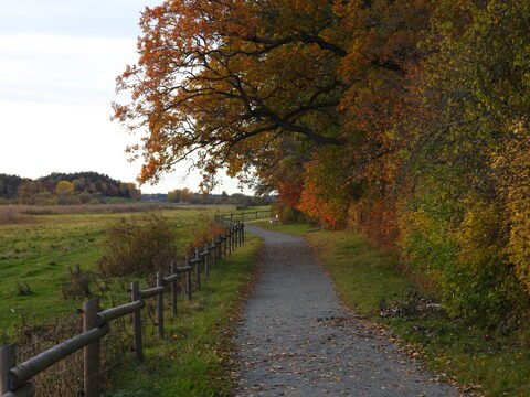 Chemin bordé d'arbres aux feuilles d'automne à Hammarskog, Suède.