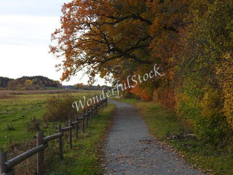 Chemin bordé d'arbres aux feuilles d'automne à Hammarskog, Suède.