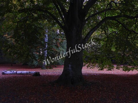 Un grand arbre au milieu d'un sol recouvert de feuilles, à Malmö, Suède.