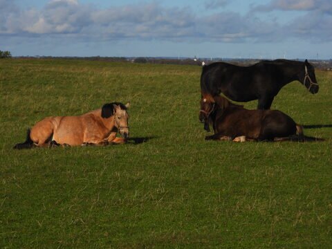 Chevaux se reposant sur un champ en Suède, avec un cheval noir debout et un cheval brun couché.