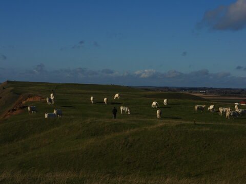 Vaches blanches paissant sur une colline en Suède, avec un ciel nuageux et des champs en arrière-plan.