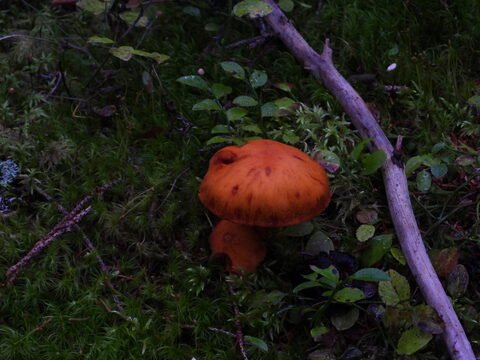 Champignon orange sur un sol recouvert de mousse dans la forêt de Skuleskogen, Suède.