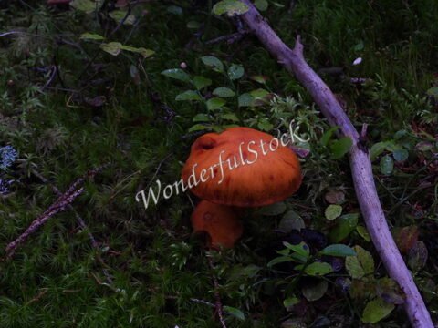 Champignon orange sur un sol recouvert de mousse dans la forêt de Skuleskogen, Suède.