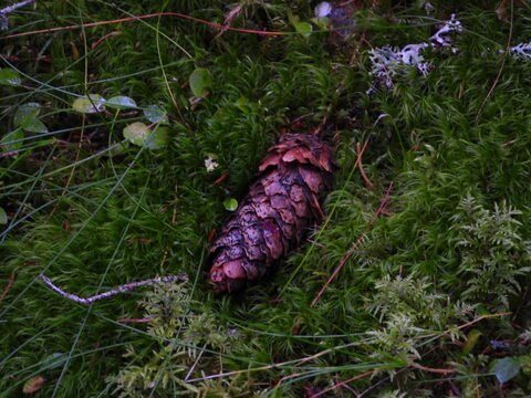 Cône de pin sur un sol recouvert de mousse dans la forêt de Skuleskogen, Suède.
