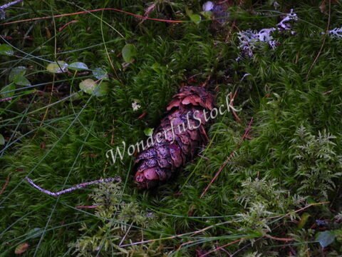 Cône de pin sur un sol recouvert de mousse dans la forêt de Skuleskogen, Suède.