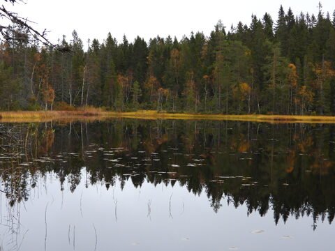 Miroir d'eau reflétant des arbres colorés à Skuleskogen, Suède.