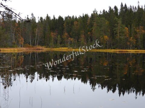 Miroir d'eau reflétant des arbres colorés à Skuleskogen, Suède.