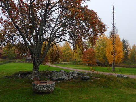 Un arbre aux feuilles colorées et une pierre circulaire dans un paysage à Solleron, Suède, avec des bâtiments en arrière-plan.
