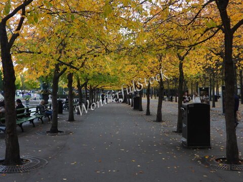 Allée bordée d'arbres aux feuilles jaunes, à Stockholm, Suède, avec des bancs et des passants sur un chemin pavé.