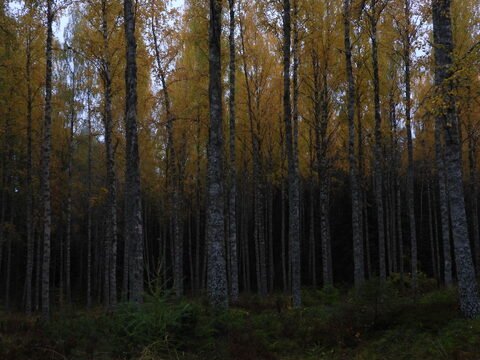 Forêt de bouleaux avec des feuillages jaunes, Suède.